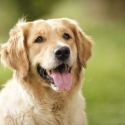diese-ausstattung-ist-wichtig-fuer-hundebesitzer